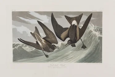Illustration aus 