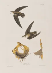 Illustration aus 