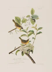 Illustration aus 