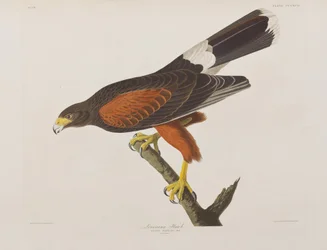 Illustration aus 