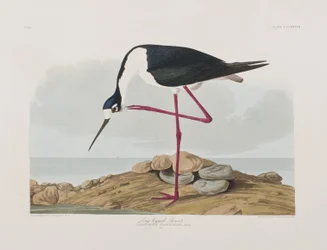 Illustration aus 