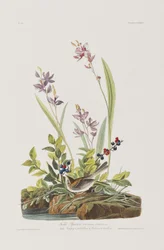 Illustration aus 