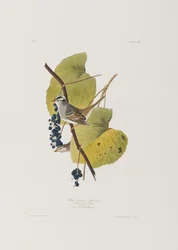 Illustration aus 