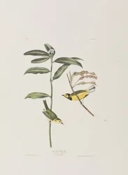 Illustration aus 