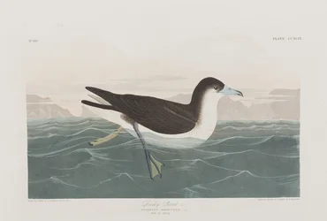 Illustration aus 