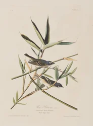 Illustration aus 