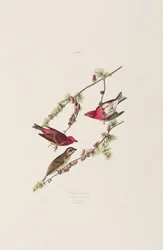 Illustration aus 