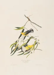 Illustration aus 