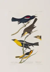 Illustration aus 
