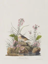 Illustration aus 