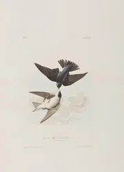 Illustration aus 