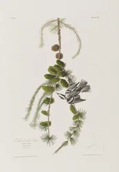 Illustration aus 