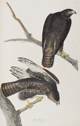 Illustration aus 