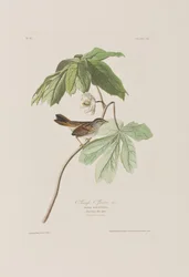 Illustration aus 