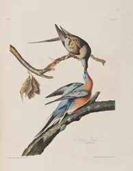Illustration aus 