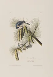 Illustration aus 