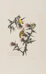 Illustration aus 