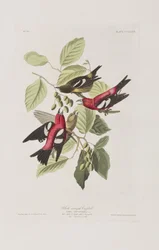Illustration aus 
