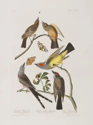 Illustration aus 