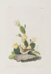 Illustration aus 
