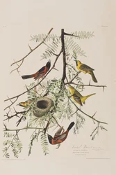 Illustration aus 