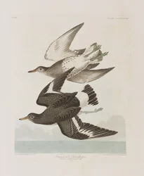Illustration aus 