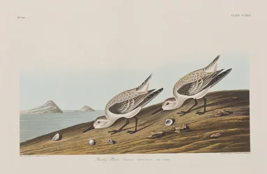 Illustration aus 