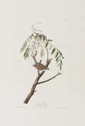 Illustration aus 