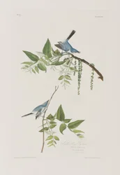 Illustration aus 