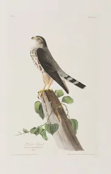 Illustration aus 