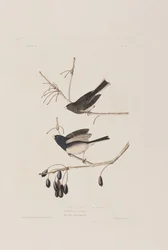 Illustration aus 