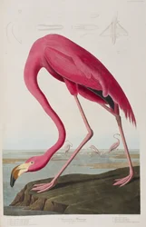 Illustration aus 