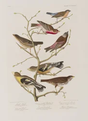 Illustration aus 