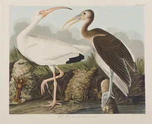 Illustration aus 