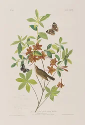 Illustration aus 