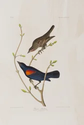 Illustration aus 