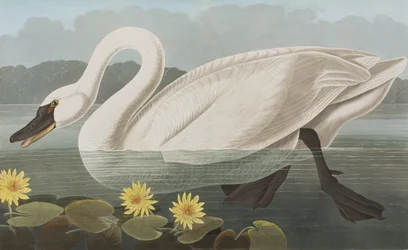 Illustration aus 