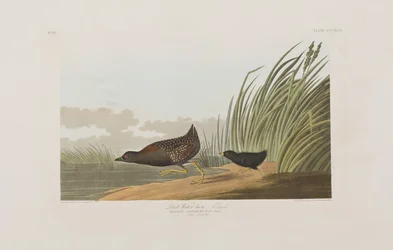 Illustration aus 