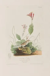 Illustration aus 