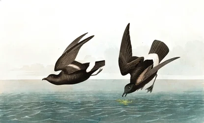 Sturmschwalbe, Thalassidroma Pelagica, aus "Die Vögel Amerikas" von John J. Audubon, veröffentlicht 1827-38