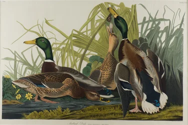 Stockente, 1834