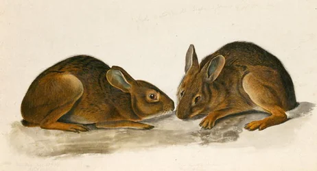 Sumpfhasen