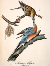 Mershons Die Wandertaube (Audubon Platte, Ausschnitt)