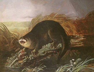 Otter in einer Falle gefangen