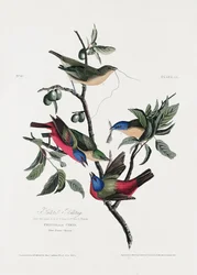 Gemalter Fink aus Birds of America (1827)
