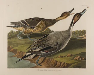 Spießente, 1834