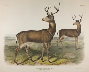 Tafel 106. Cervus Richardsonii, Aud & Bach. Kolumbianischer Schwarzwedelhirsch, 1848