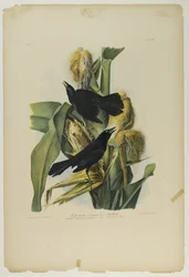 Purpurgrackel oder Gemeiner Krähenvogel, gedruckt von Julien Bien und veröffentlicht von Roe Lockwood & Son, 1861