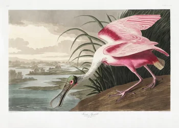 Rosalöffler aus Birds of America (1827)