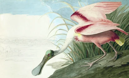Rosalöffler, Platalea Ajaja, aus "Die Vögel Amerikas" von John J. Audubon, veröffentlicht 1827-38